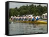 Rowing at the Henley Royal Regatta, Henley on Thames, England, United Kingdom-R H Productions-Framed Stretched Canvas