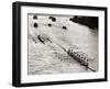 Rowing, Oxford V Cambridge Boat Race, 1928-null-Framed Premium Photographic Print