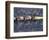 Rowing Shell in Montlake Cut, Seattle, Washington, USA-Stuart Westmoreland-Framed Photographic Print