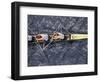 Rowing Shell in Montlake Cut, Seattle, Washington, USA-Stuart Westmoreland-Framed Photographic Print