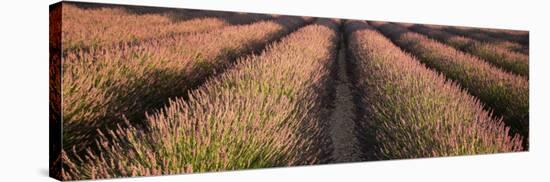 Rows Lavender Field, Pays De Sault Provence, France-null-Stretched Canvas