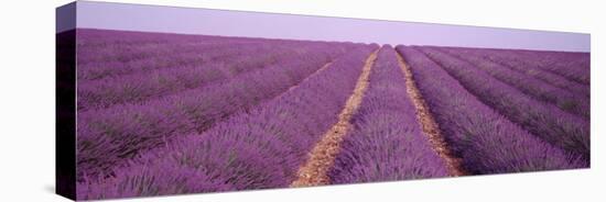 Rows of Blossoms in a Field, France-null-Stretched Canvas