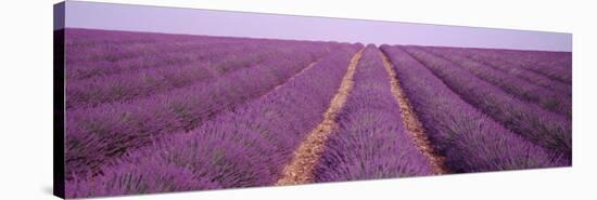 Rows of Blossoms in a Field, France-null-Stretched Canvas