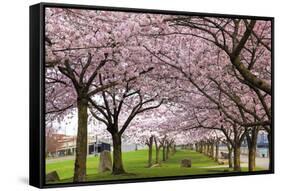 Rows of Cherry Blossom Trees in Bloom-jpldesigns-Framed Stretched Canvas