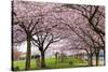 Rows of Cherry Blossom Trees in Bloom-jpldesigns-Stretched Canvas