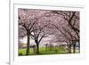 Rows of Cherry Blossom Trees in Bloom-jpldesigns-Framed Photographic Print