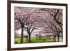 Rows of Cherry Blossom Trees in Bloom-jpldesigns-Framed Photographic Print