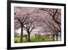 Rows of Cherry Blossom Trees in Bloom-jpldesigns-Framed Photographic Print