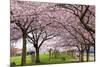 Rows of Cherry Blossom Trees in Bloom-jpldesigns-Mounted Photographic Print