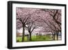 Rows of Cherry Blossom Trees in Bloom-jpldesigns-Framed Photographic Print