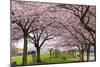 Rows of Cherry Blossom Trees in Bloom-jpldesigns-Mounted Photographic Print