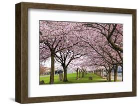 Rows of Cherry Blossom Trees in Bloom-jpldesigns-Framed Photographic Print