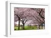 Rows of Cherry Blossom Trees in Bloom-jpldesigns-Framed Photographic Print