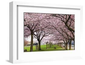 Rows of Cherry Blossom Trees in Bloom-jpldesigns-Framed Photographic Print