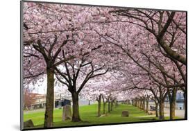 Rows of Cherry Blossom Trees in Bloom-jpldesigns-Mounted Photographic Print
