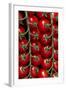 Rows Of Cherry Tomatoes-Charles Bowman-Framed Photographic Print