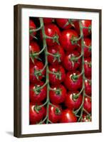 Rows Of Cherry Tomatoes-Charles Bowman-Framed Photographic Print