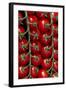 Rows Of Cherry Tomatoes-Charles Bowman-Framed Photographic Print