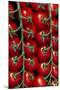 Rows Of Cherry Tomatoes-Charles Bowman-Mounted Photographic Print