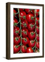 Rows Of Cherry Tomatoes-Charles Bowman-Framed Photographic Print