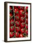 Rows Of Cherry Tomatoes-Charles Bowman-Framed Photographic Print