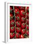 Rows Of Cherry Tomatoes-Charles Bowman-Framed Photographic Print