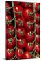 Rows Of Cherry Tomatoes-Charles Bowman-Mounted Photographic Print