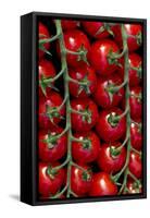 Rows Of Cherry Tomatoes-Charles Bowman-Framed Stretched Canvas