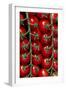 Rows Of Cherry Tomatoes-Charles Bowman-Framed Premium Photographic Print