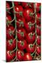 Rows Of Cherry Tomatoes-Charles Bowman-Mounted Premium Photographic Print