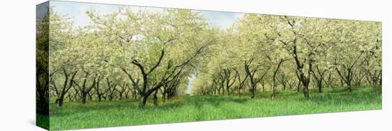 Rows of Cherry Tress in an Orchard, Minnesota, USA-null-Stretched Canvas