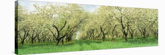 Rows of Cherry Tress in an Orchard, Minnesota, USA-null-Stretched Canvas