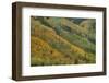 Rows Of Color-Bill Sherrell-Framed Photographic Print