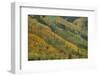 Rows Of Color-Bill Sherrell-Framed Photographic Print