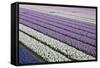 Rows of Colorful Hyacinths Grown as Crop in Lisse, Netherlands (Holland)-Darrell Gulin-Framed Stretched Canvas