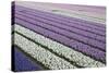 Rows of Colorful Hyacinths Grown as Crop in Lisse, Netherlands (Holland)-Darrell Gulin-Stretched Canvas