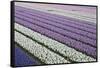 Rows of Colorful Hyacinths Grown as Crop in Lisse, Netherlands (Holland)-Darrell Gulin-Framed Stretched Canvas