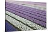 Rows of Colorful Hyacinths Grown as Crop in Lisse, Netherlands (Holland)-Darrell Gulin-Stretched Canvas