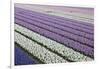 Rows of Colorful Hyacinths Grown as Crop in Lisse, Netherlands (Holland)-Darrell Gulin-Framed Photographic Print