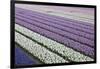 Rows of Colorful Hyacinths Grown as Crop in Lisse, Netherlands (Holland)-Darrell Gulin-Framed Photographic Print