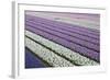 Rows of Colorful Hyacinths Grown as Crop in Lisse, Netherlands (Holland)-Darrell Gulin-Framed Photographic Print