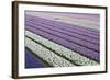 Rows of Colorful Hyacinths Grown as Crop in Lisse, Netherlands (Holland)-Darrell Gulin-Framed Photographic Print