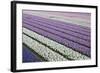 Rows of Colorful Hyacinths Grown as Crop in Lisse, Netherlands (Holland)-Darrell Gulin-Framed Photographic Print