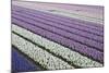 Rows of Colorful Hyacinths Grown as Crop in Lisse, Netherlands (Holland)-Darrell Gulin-Mounted Photographic Print