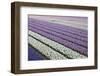 Rows of Colorful Hyacinths Grown as Crop in Lisse, Netherlands (Holland)-Darrell Gulin-Framed Photographic Print