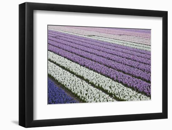Rows of Colorful Hyacinths Grown as Crop in Lisse, Netherlands (Holland)-Darrell Gulin-Framed Photographic Print
