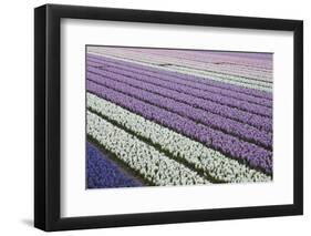 Rows of Colorful Hyacinths Grown as Crop in Lisse, Netherlands (Holland)-Darrell Gulin-Framed Photographic Print