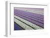 Rows of Colorful Hyacinths Grown as Crop in Lisse, Netherlands (Holland)-Darrell Gulin-Framed Photographic Print