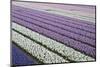 Rows of Colorful Hyacinths Grown as Crop in Lisse, Netherlands (Holland)-Darrell Gulin-Mounted Photographic Print