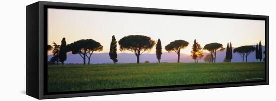 Rows of Cypress and Parasol Pine Trees, Sunrise, Grosseto Province, Tuscany, Italy-Bruno Morandi-Framed Stretched Canvas